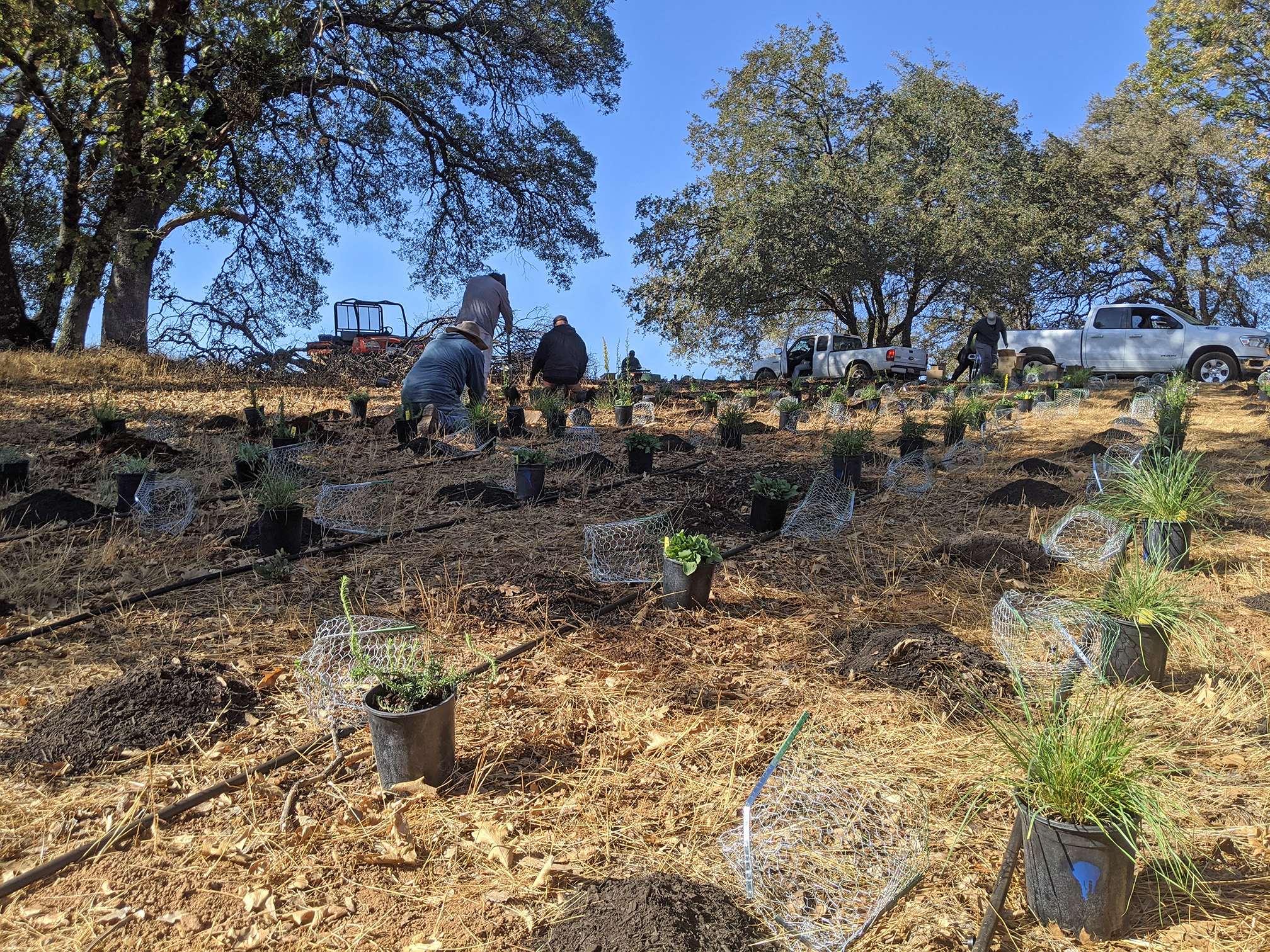 A group of farm workers planting shrubs and flowers beside mature oak trees. The plants are still in their pots and have been placed in rows beside black irrigation pipes ready for planting.