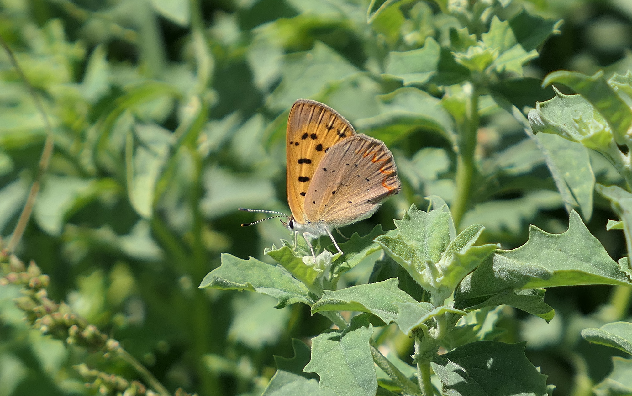 On the green leaves of a plant sits a small butterfly. It is holding its wings above its body. It's wings are orange-brown with a slight purple tint. There are black spots on the wings and a row of orange crescents along the edge.