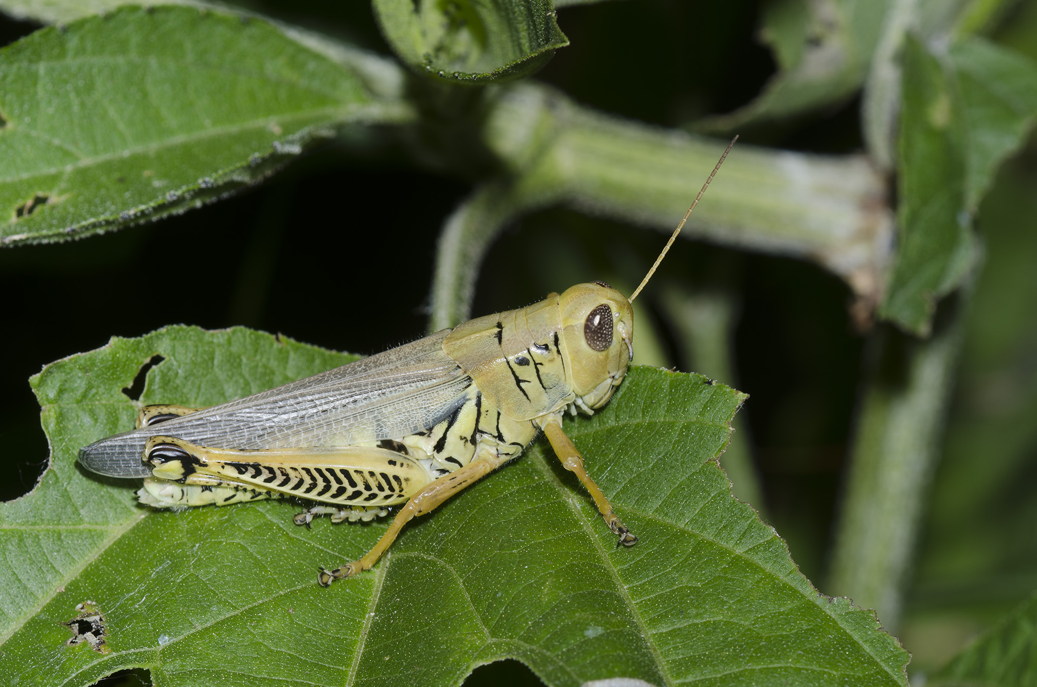 A close up of a grasshopper sitting on a green leaf. The grasshopper is facing to the right, with its wings closed over its back. It is a pale greenish brown color and has black markings.