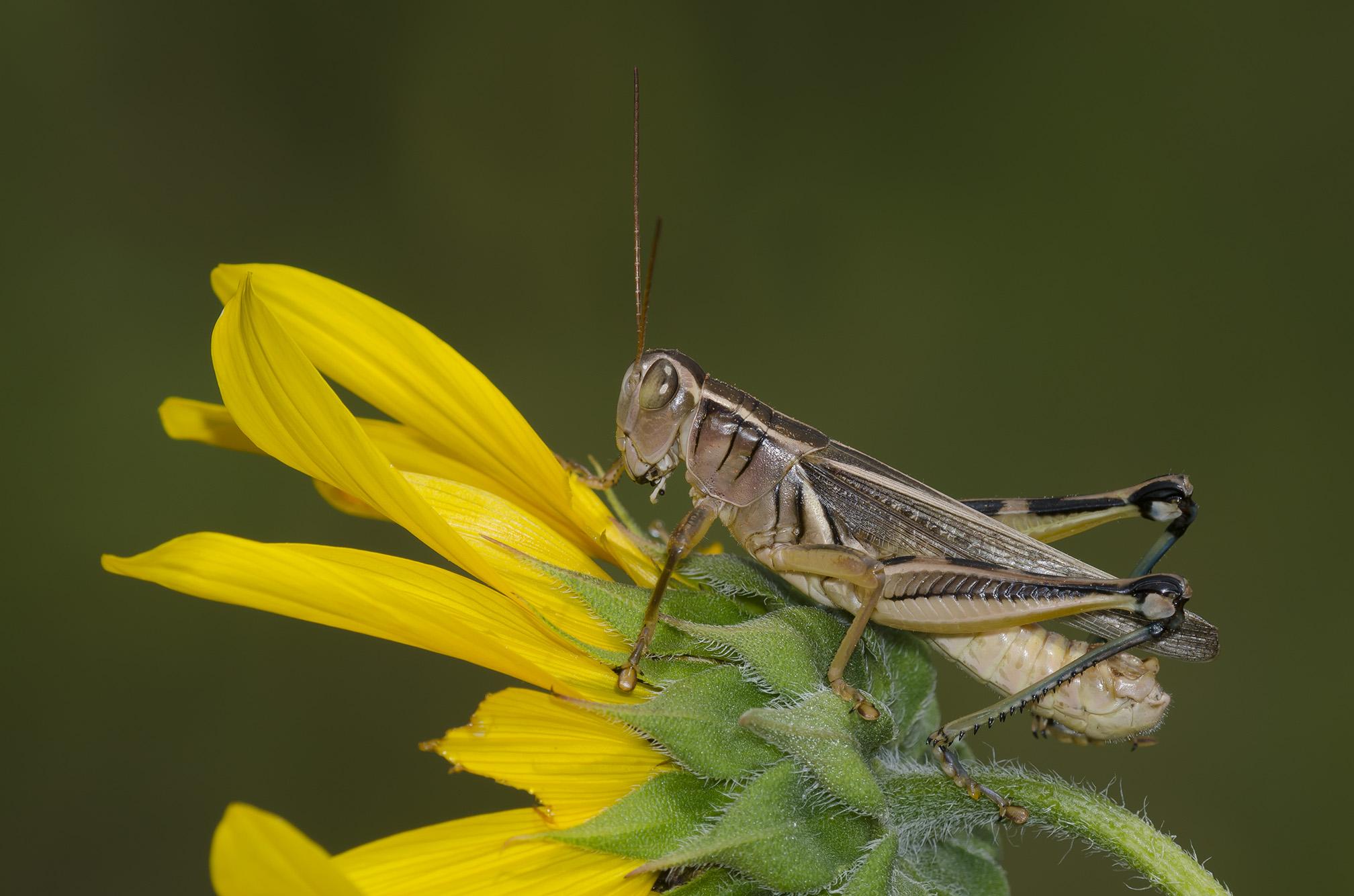 A close up of a grasshopper sitting on a yellow flower. The grasshopper is facing to the left, with its wings closed over its back. It is brown and has black markings. The last sections of its hind legs are green-blue in color.