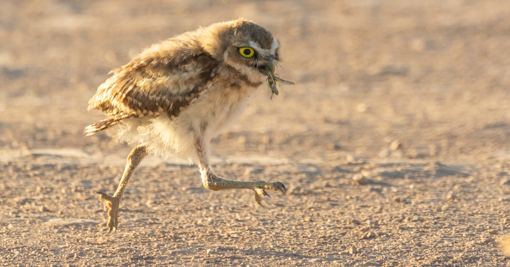 A young burrowing owl runs across the ground with a green grasshopper in its bill. The owls feathers are fuffy. They are brown on its back and top of heard and white on its belly and chest. Its face is brown with horizontal stripes of white across its chin and forehead and it has striking yellow eyes that have a black center.