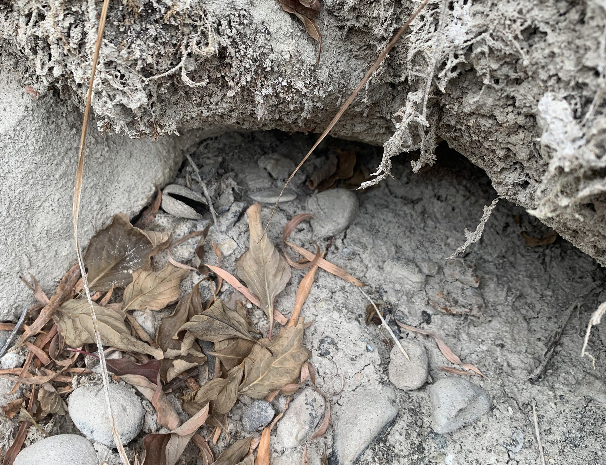 This photo shows a dried up creek bed. The mud is gray, hard, and cracked. On it is scattered dead, brown leaves and gray stones. There is one dead mussel, its shell open and empty, the two halves colored by the dry mud.