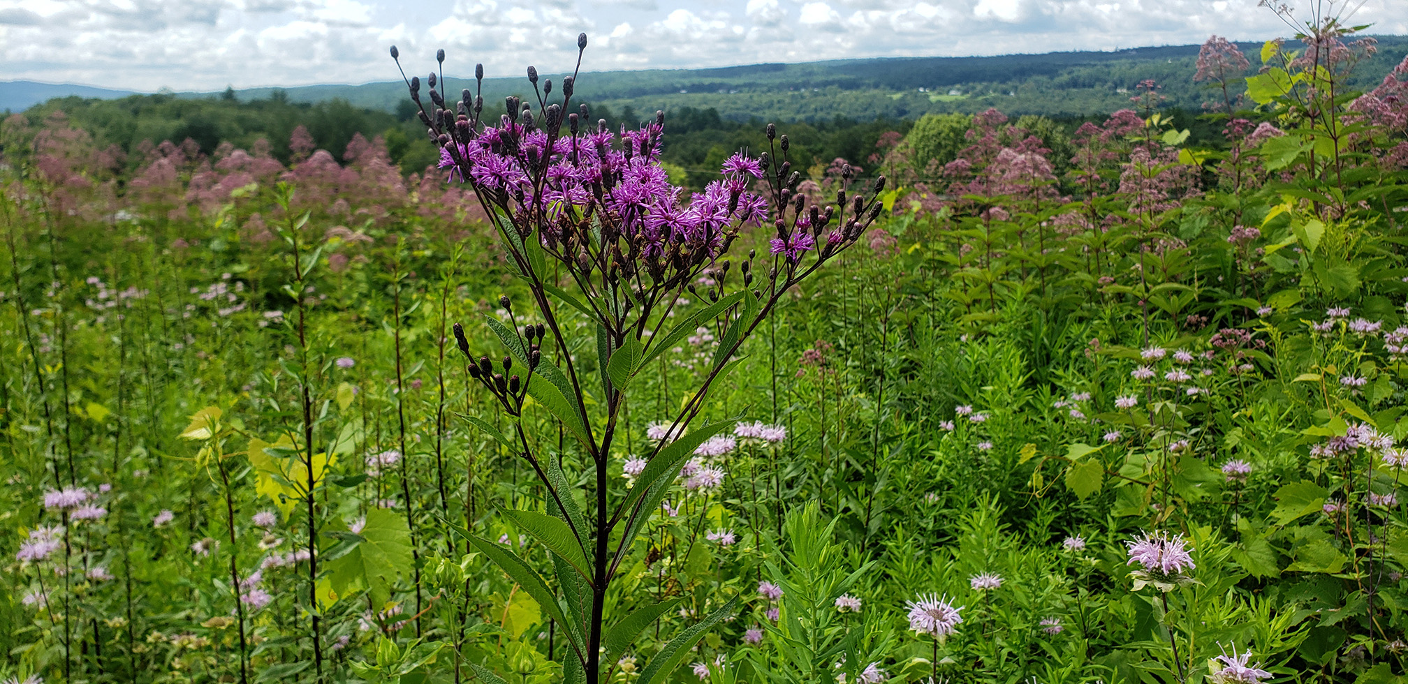 This photograph shows a flowering meadow on the edge of an orchard. The flowers include tall dark-purple flowers, lower growing pale-purple flowers, and darker pink blooms beyond. In the distance can be seen green forest covering gently sloping hills. The sky has white and pale gray clouds.