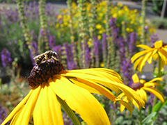 Pollinator-Friendly Plant Lists