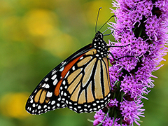Monarch Nectar Plant Guides