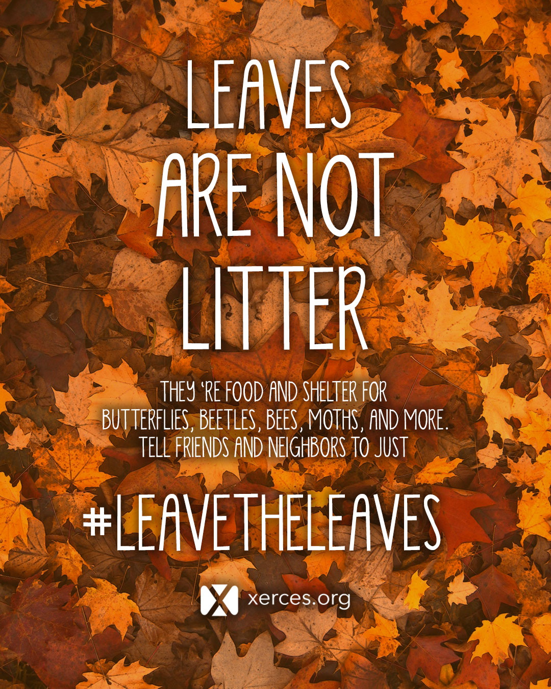 Over a background of fallen leaves, text reads, "Leaves are not litter. They're food and shelter for butterflies, beetles, bees, moths, and more. Tell friends and neighbors to just #leavetheleaves." Xerces logo follows.