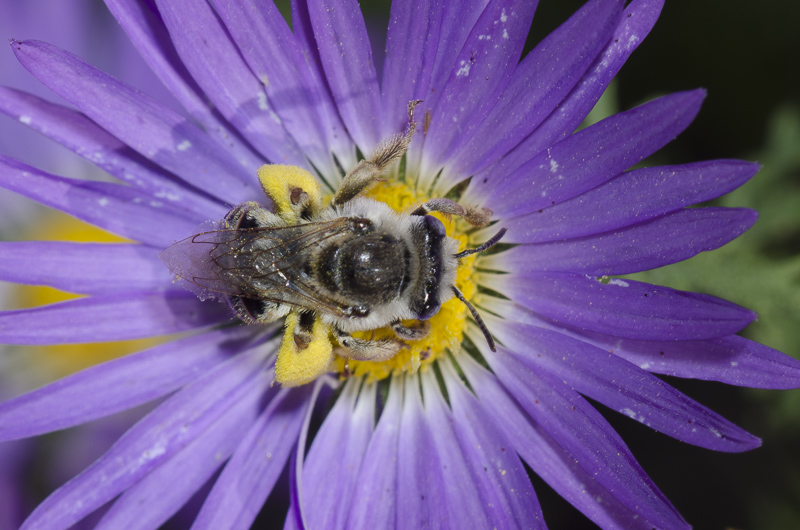 A bee with grayish coloring sits in the middle of a flower with a bright yellow center and purple petals.