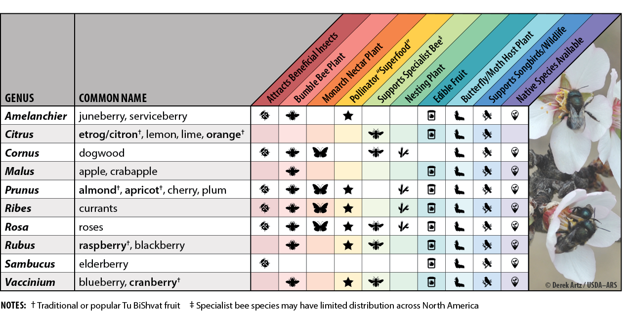 This chart lists ten recommended tree genuses to support invertebrates: Amelanchier (juneberry, serviceberry), Citrus (etrog/citron, lemon, lime, orange), Cornus (dogwood), Malus (apple, crabapple), Prunus (almond, apricot, cherry, plum), Ribes (currant), Rosa (rose), Rubus (raspberry, blackberry), Sambucus (elderberry), and Vaccinium (blueberry, cranberry).