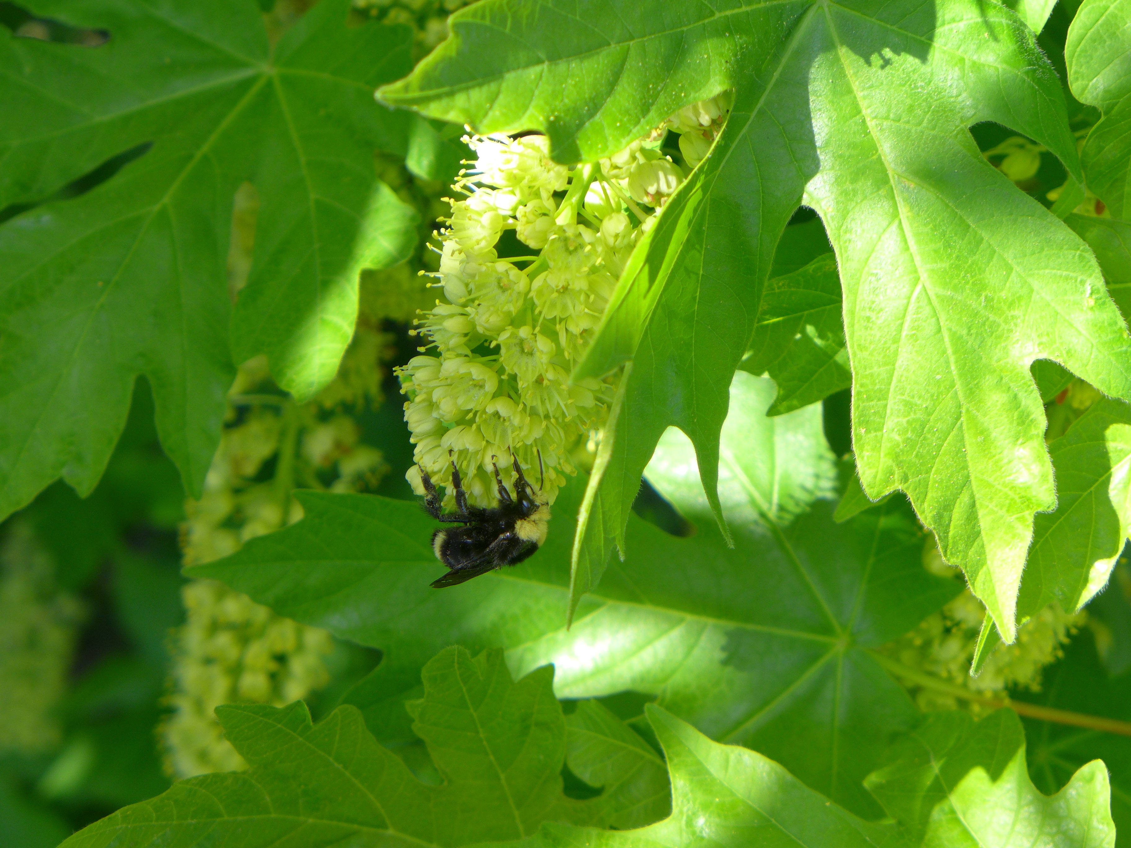 A bumble bee that is predominantly black, but also has a yellow stripe near its tail and a yellow face and shoulders, hangs upside down on a small bloom on a maple tree.