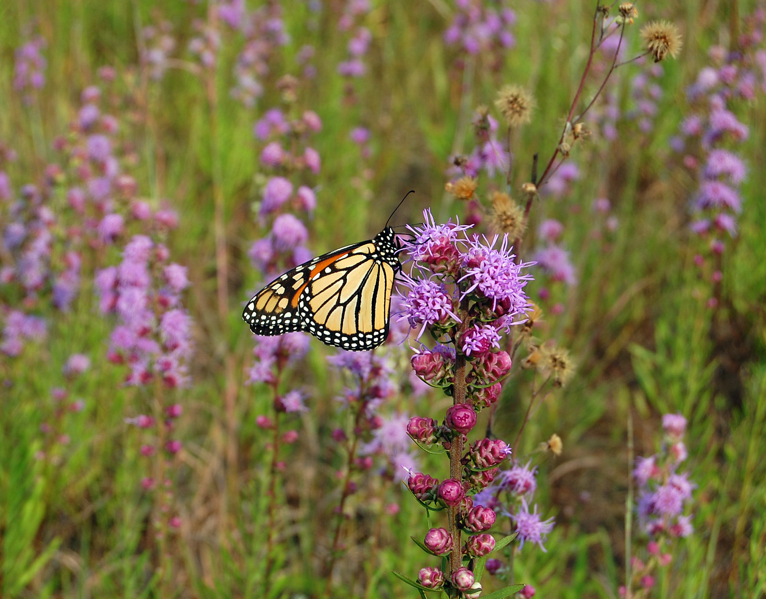 A monarch butterfly perches atop a stalk of purple flowers with thread-like petals sticking out in various directions.