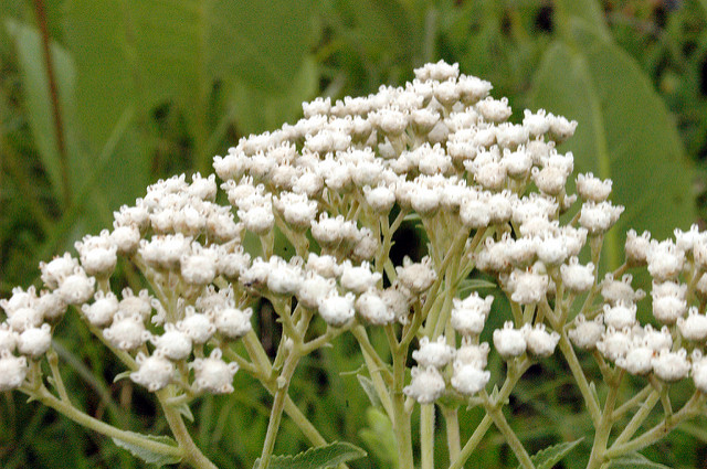 wild quinine