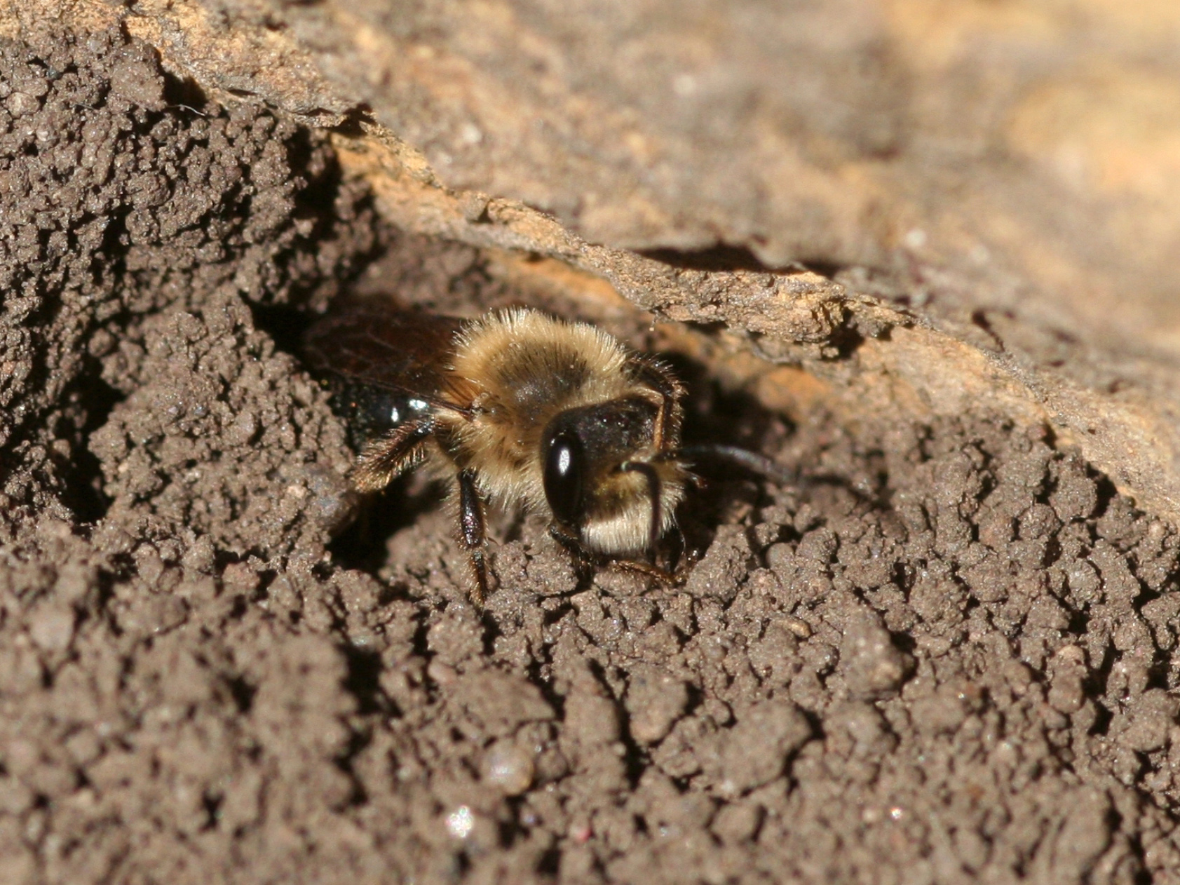 A fuzzy bee pokes its head out of a hole in loose, brown dirt.