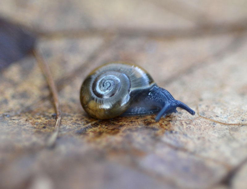 dark bodied glass snail