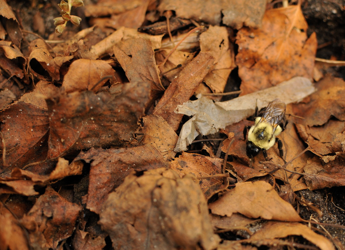 A fat, fuzzy bumble bee with very pronounced yellow and black stripes walks over a large swath of downed leaves.