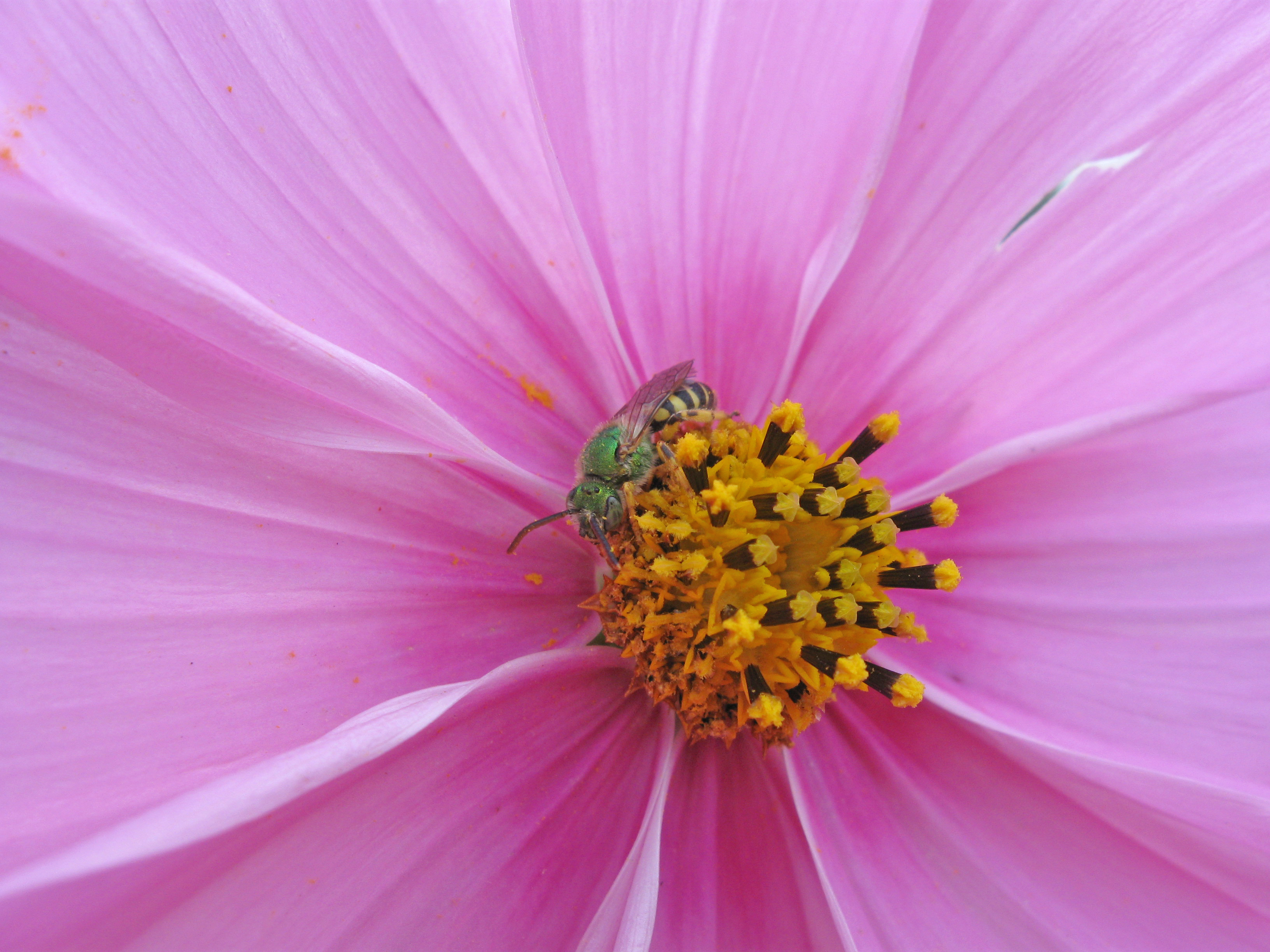 Metallic green sweat bee rests in a cosmos flower