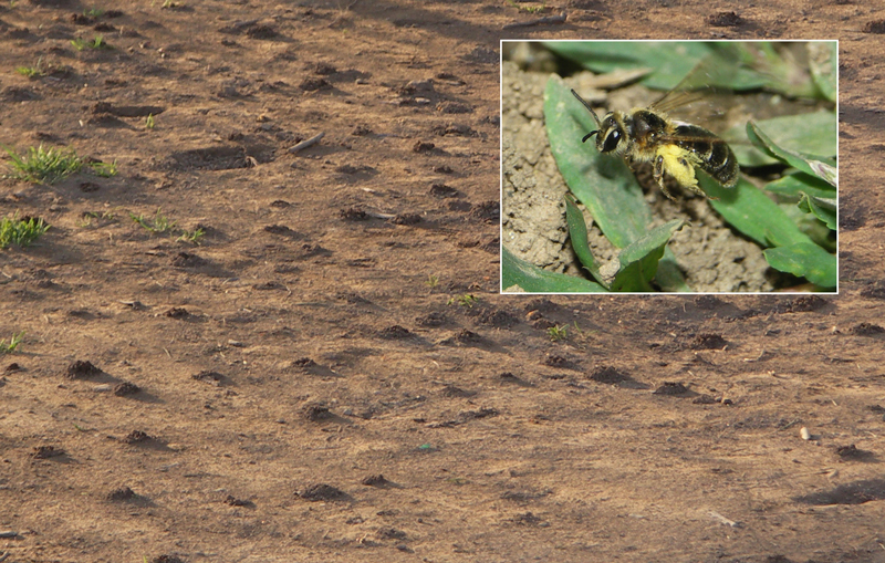 andrena nest site