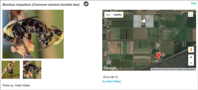 The photos on the left above clearly show a common Eastern bumble bee queen (larger bee) mating with a male (smaller bee). This observation was made in Vancouver, BC in an area located close to greenhouses (the grey rectangles at the top of the map). Photo by Adam Blake via bumblebeewatch.org.