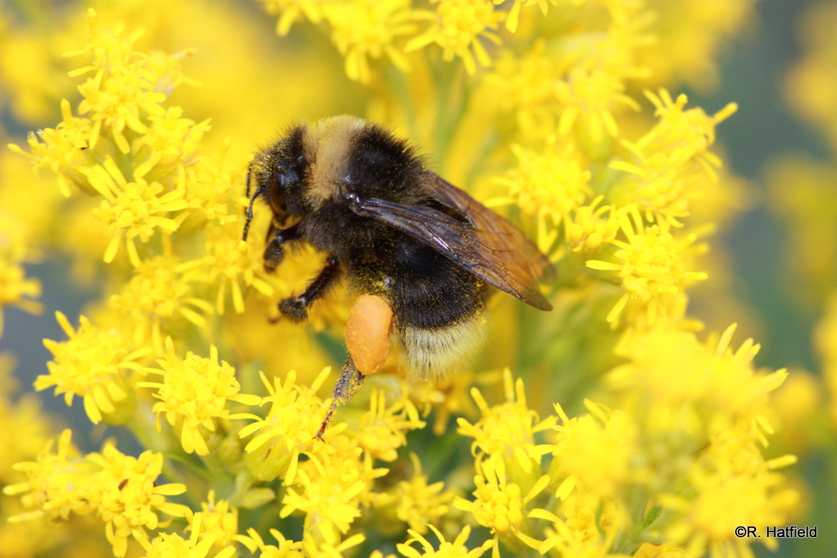 A bumble bee perches on a yellow flower.