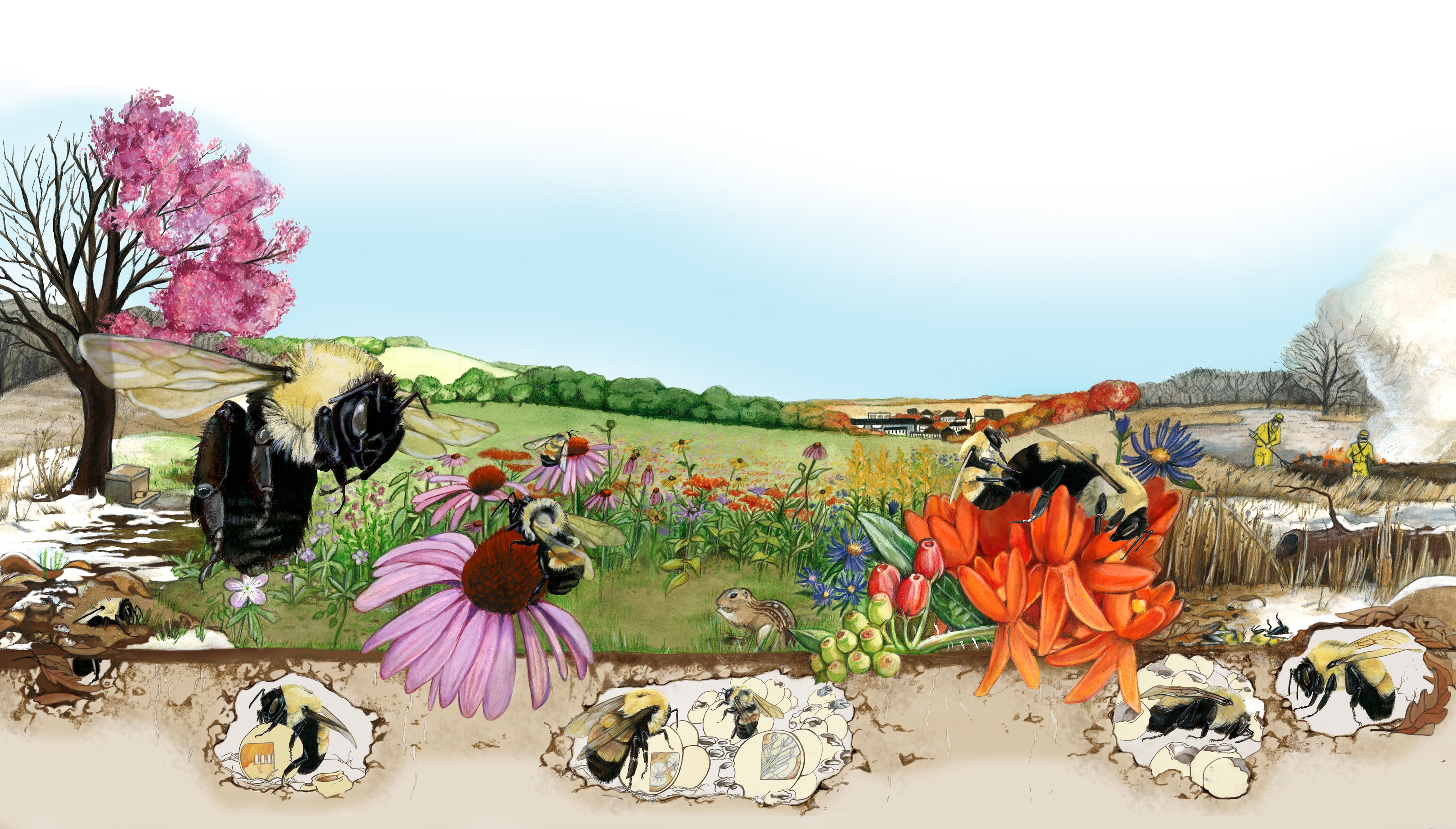 An illustrated landscape showing changing seasons (for instance, a tree that is half bare and half covered in bright pink blooms) shows bumble bees in various stages of their life cycle, including underground nests, foraging, and larvae.