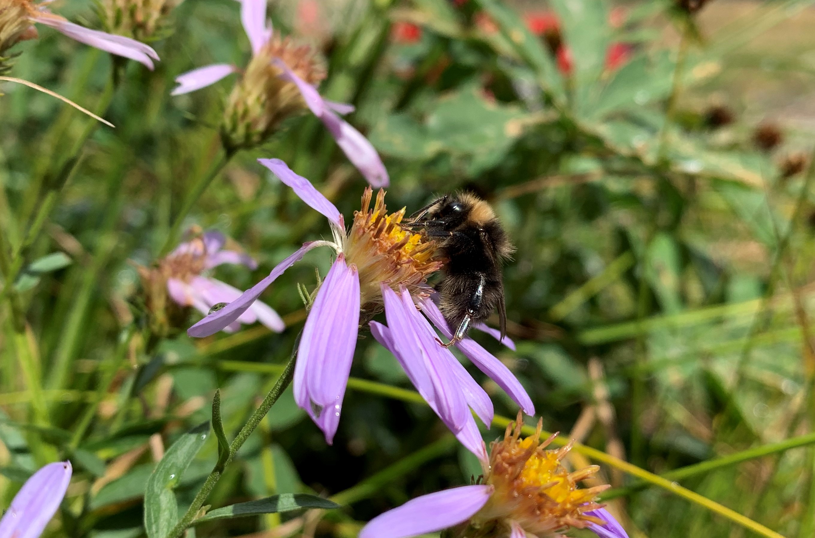 A bumble bee with a yellow head foraging on a purple and yellow aster flower