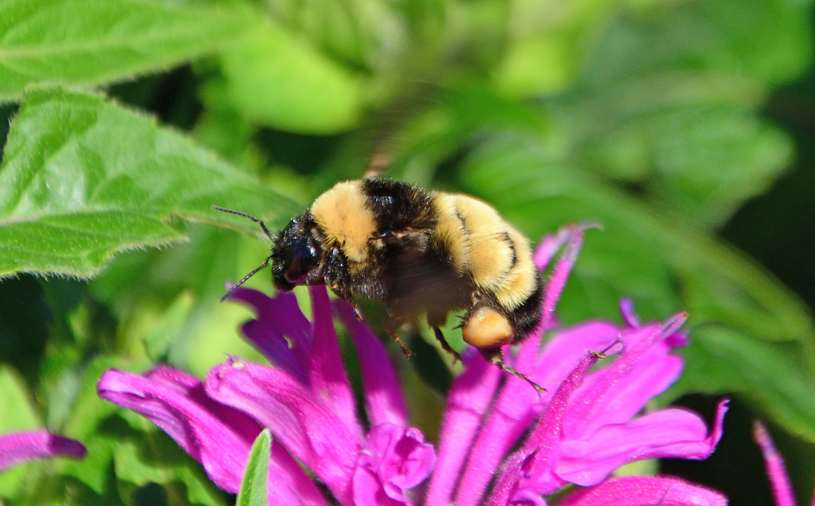 A black and yellow bumble bee on a bright pink flower