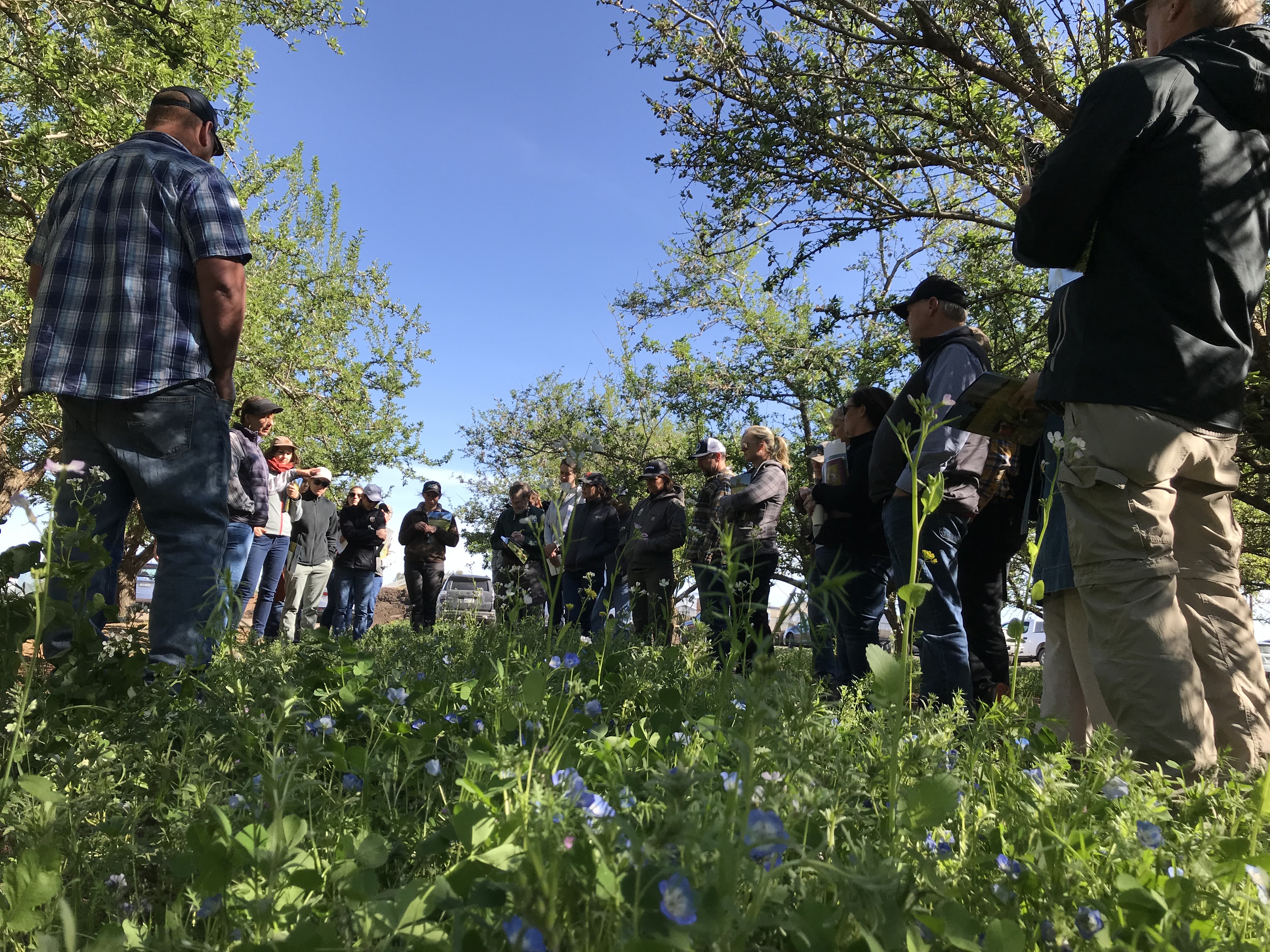 A group of people listen to a woman standing in the middle, presenting. They are in an orchard with flowering cover crops.
