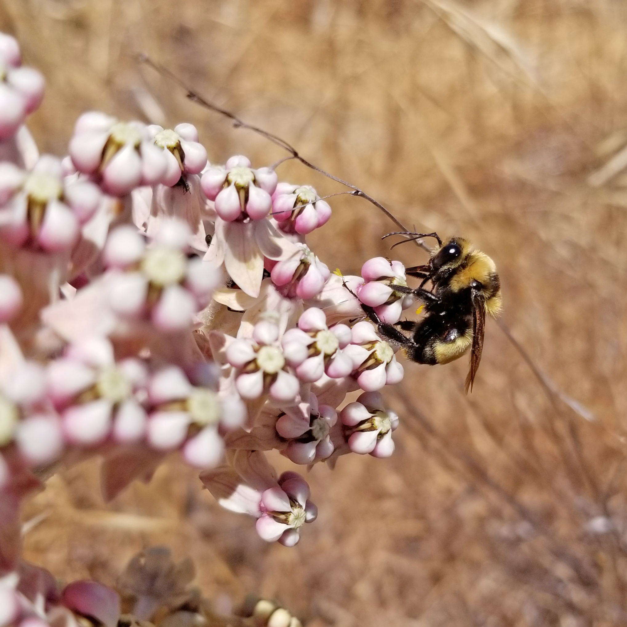 A bumble bee sits on a pale pink flower against a background of dry brush.
