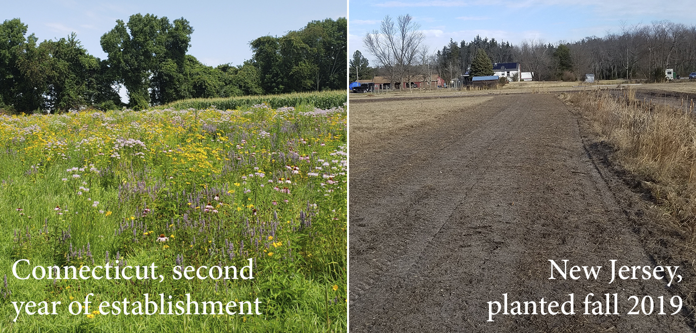On the left is a flower-laden meadow of many colors, labeled "Connecticut, second year of establishment." On the right is a bare field, labeled "New Jersey, planted fall 2019."