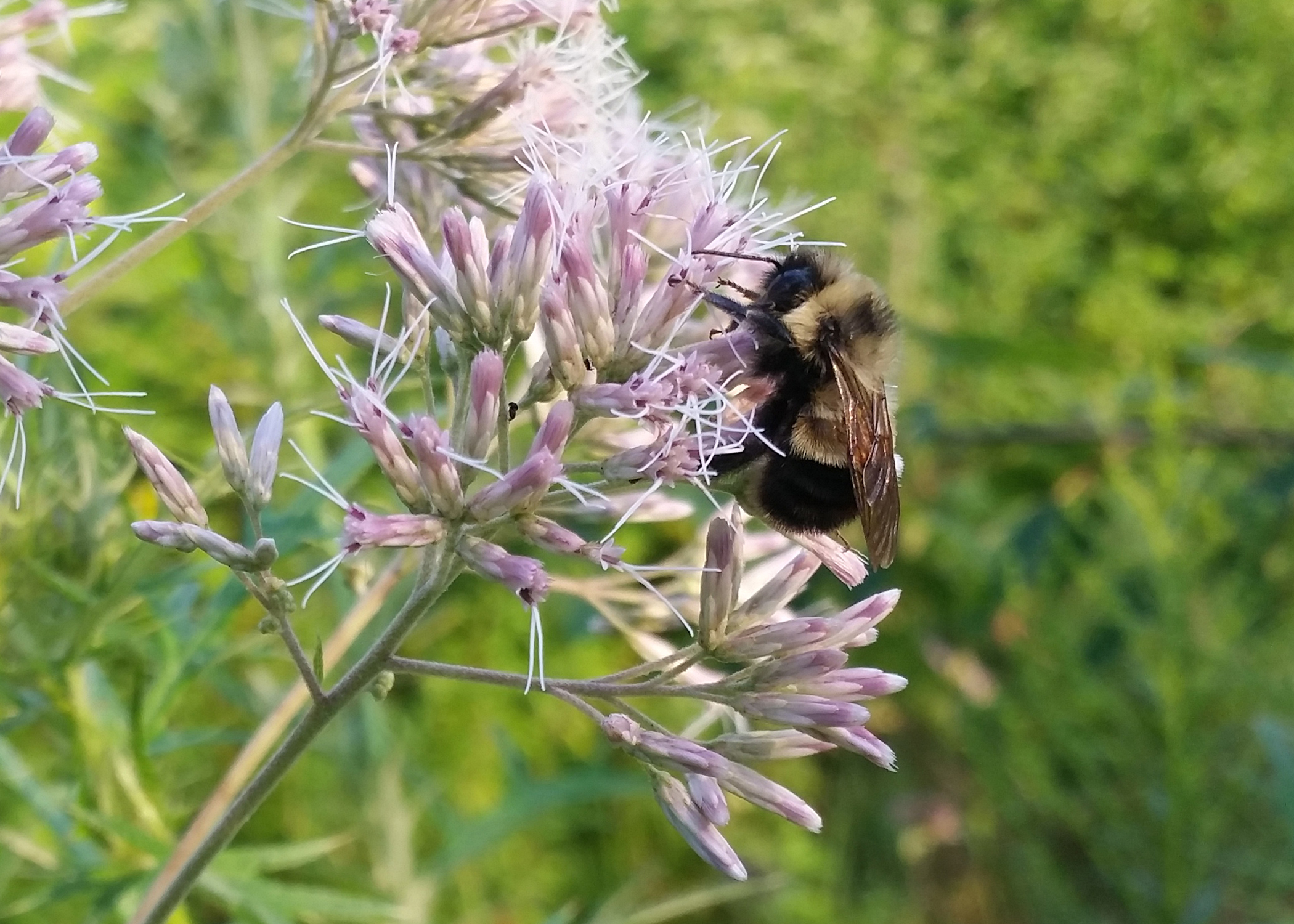 A rusty patched bumble bee is perched on the barely open blooms of a light-purple flower.