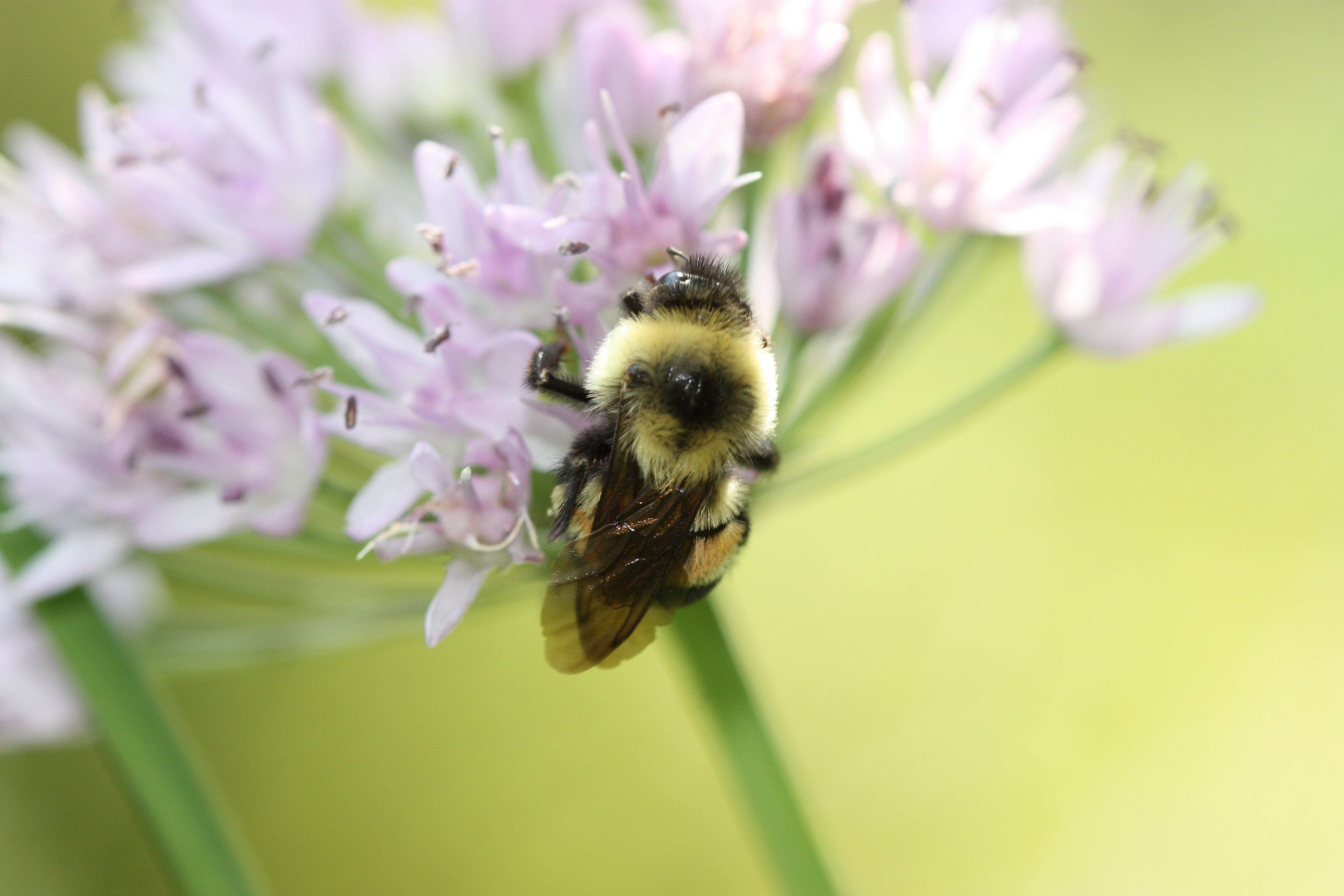 A fuzzy bee with yellow and black stripes, as well as a rust-colored patch on its back, clings to a cluster of small, purple flowers.