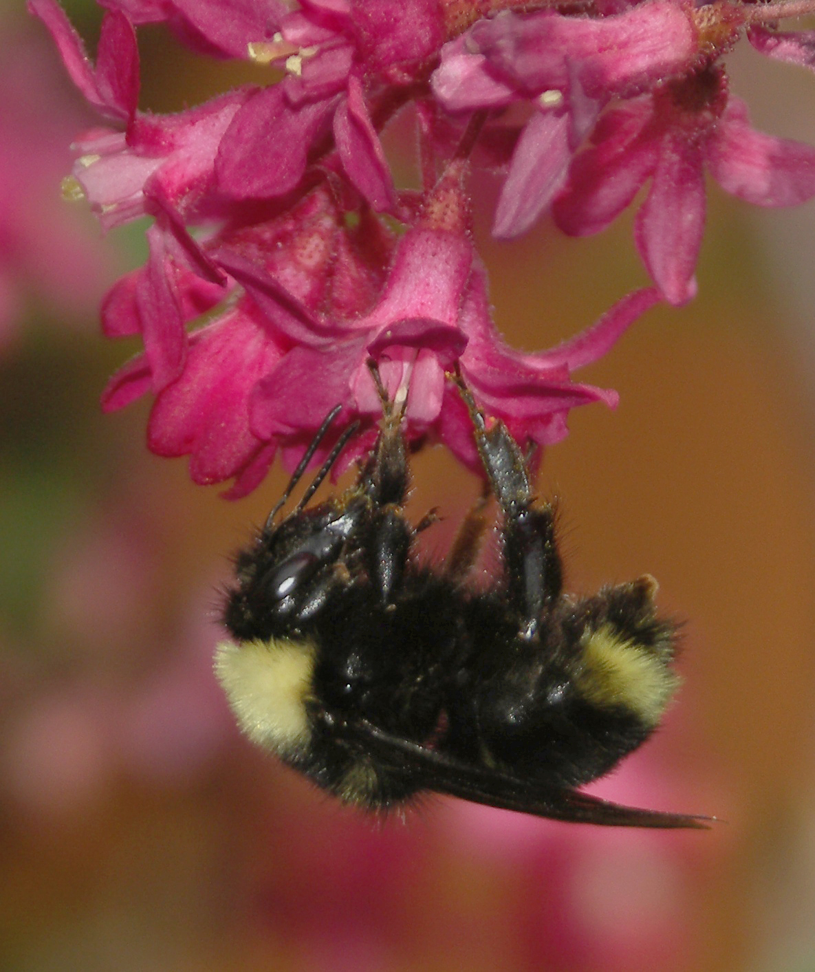 An up-close image of a fuzzy bumble bee drinking nectar from red current.