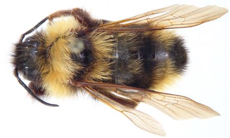 A close-up photo shows a Suckley cuckoo bumble bee against a white background.