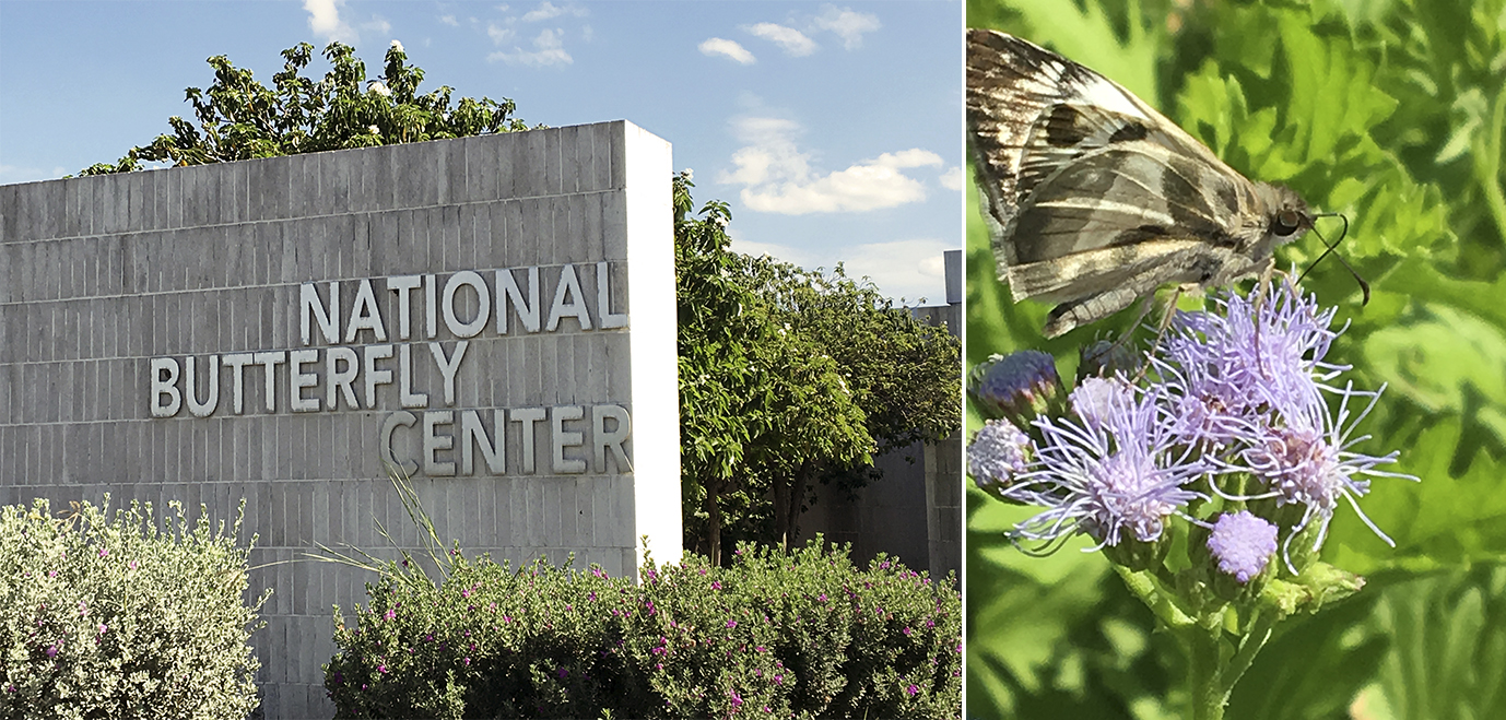 Composite image shows National Butterfly Center sign at left and butterfly on purple flower at right.