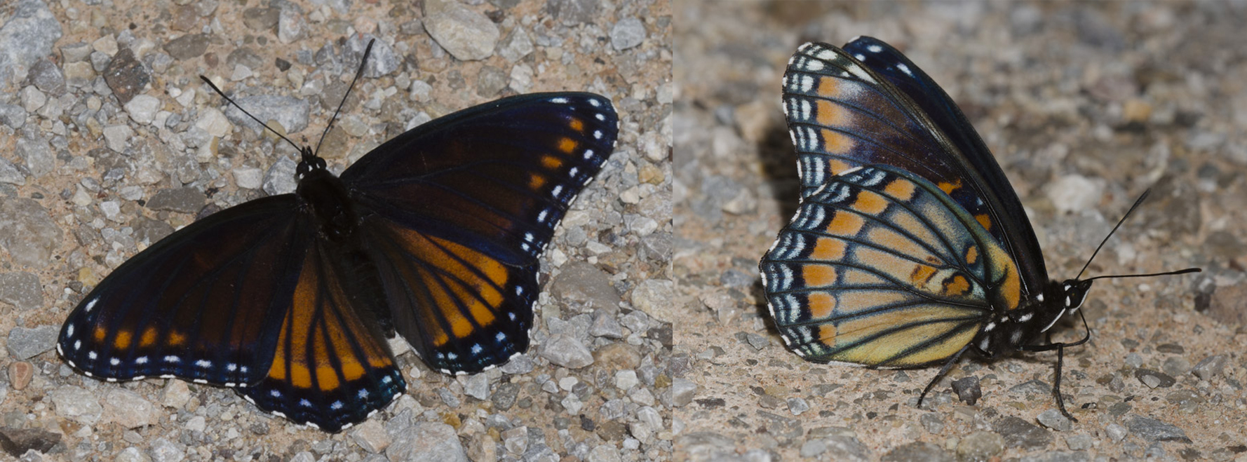 The hybrid butterfly, which embodies features of both the viceroy and the red-spotted purple, is shown in both a dorsal and ventral view.