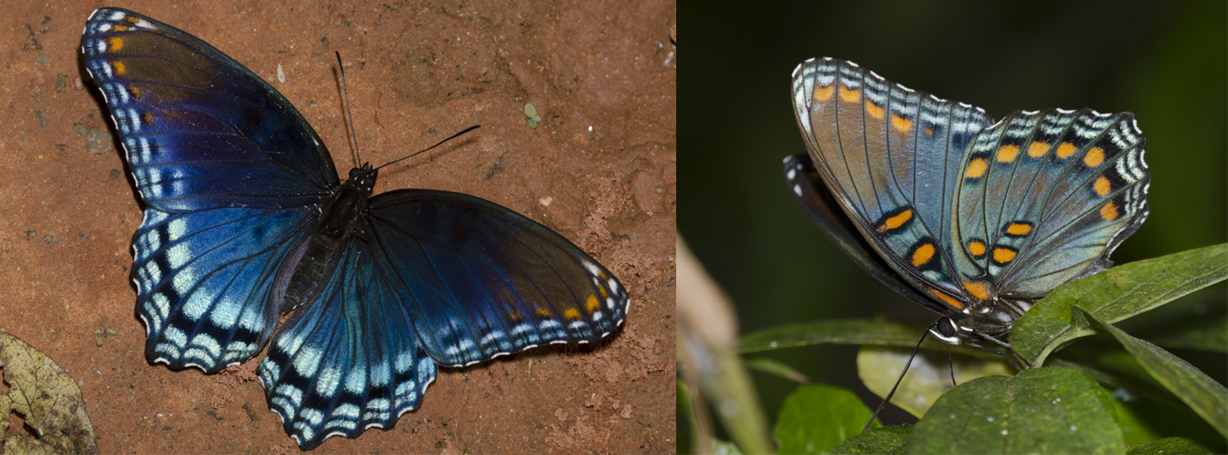 Dorsal and ventral views of the red-spotted purple butterfly are shown. The butterfly is a vivid blue, with some purple and orange patterning.