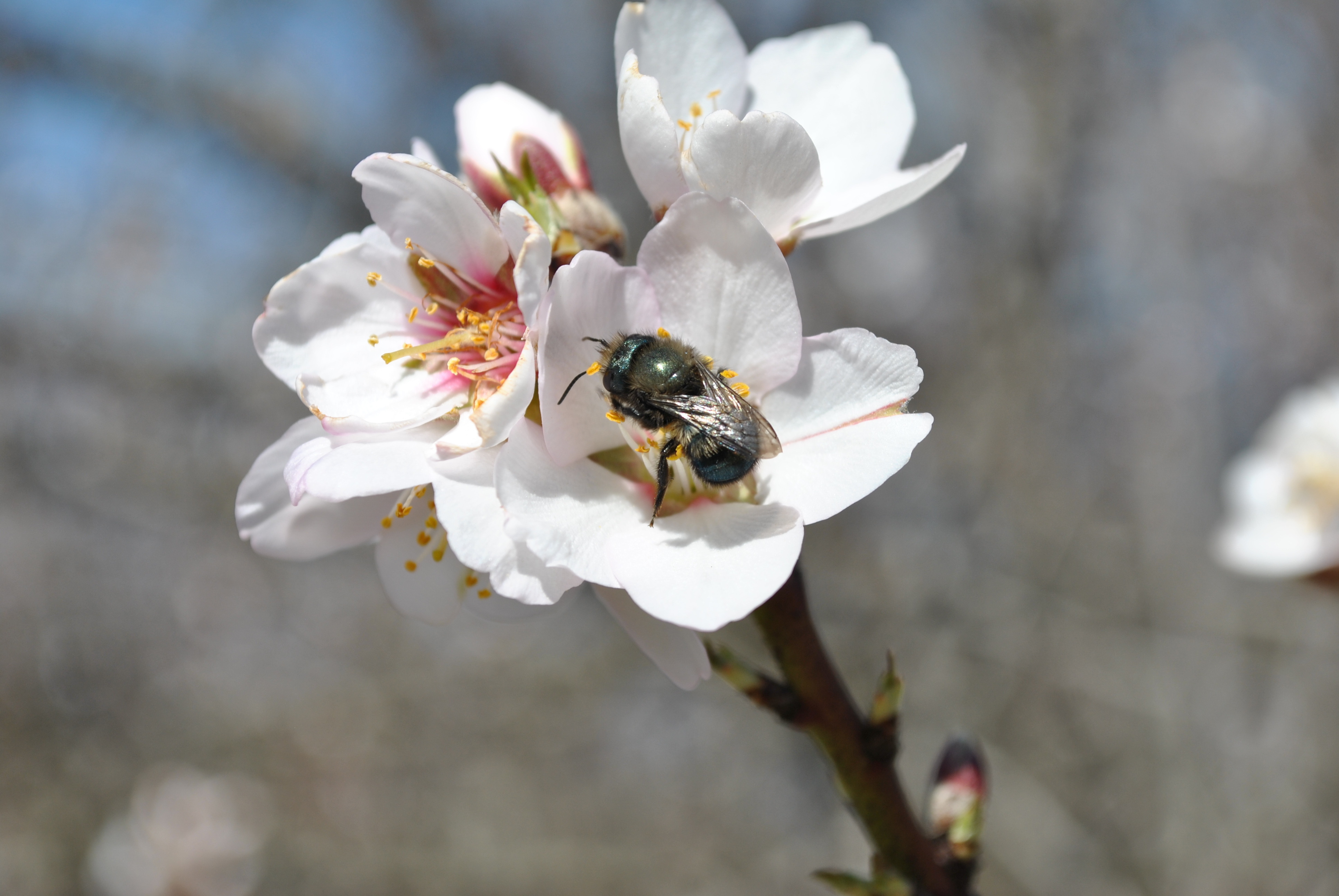 "A female blue orchard bee visits a while almond flower"