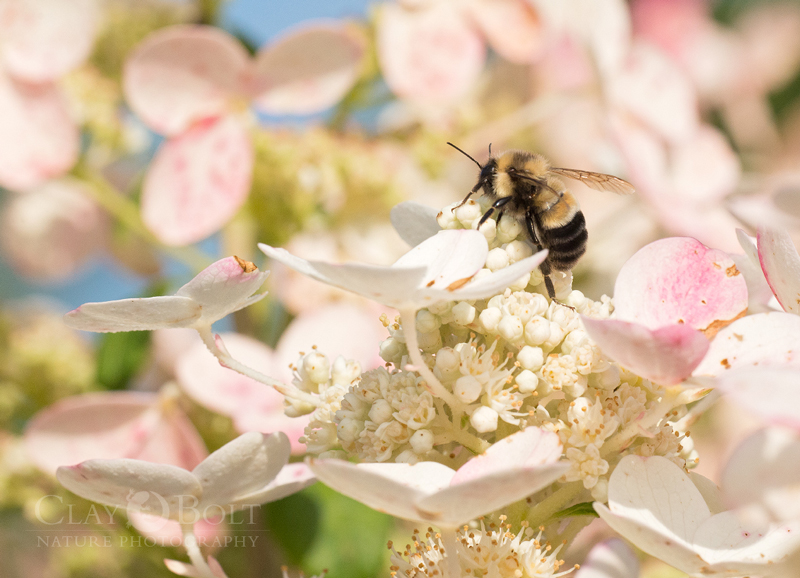 rusty patched bumble bee