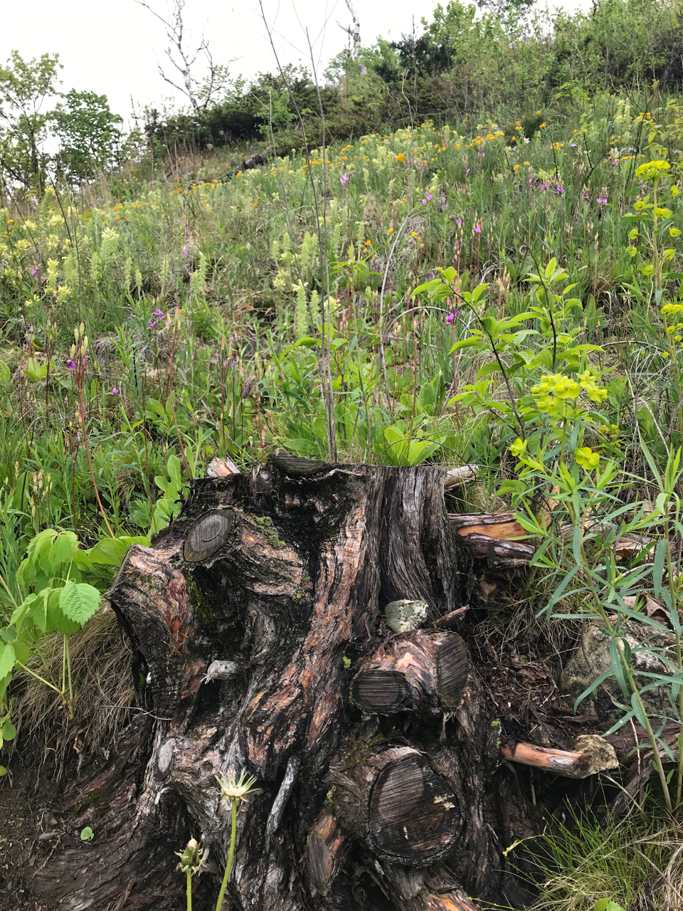 A blackened stump is surrounded by fresh growth on a hillside.