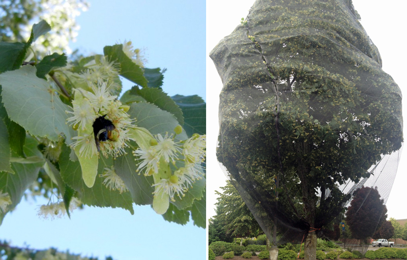 This two-part graphic shows a fuzzy bumble bee nectaring on a flower on the left, and a tree covered in netting on the right.