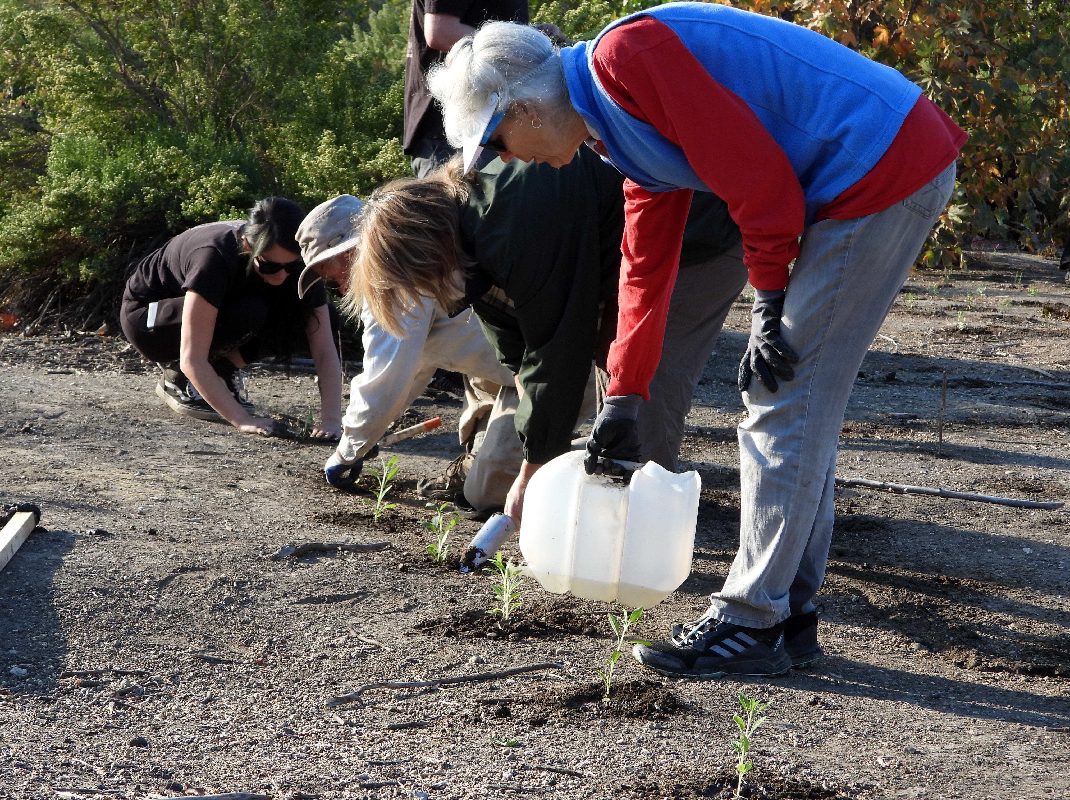 A row of plants is tended by a row of people, who are bending over each newly planted seedling. The person in the foreground is watering the plant with a plastic jug, while other people are patting down the soil around the plants.