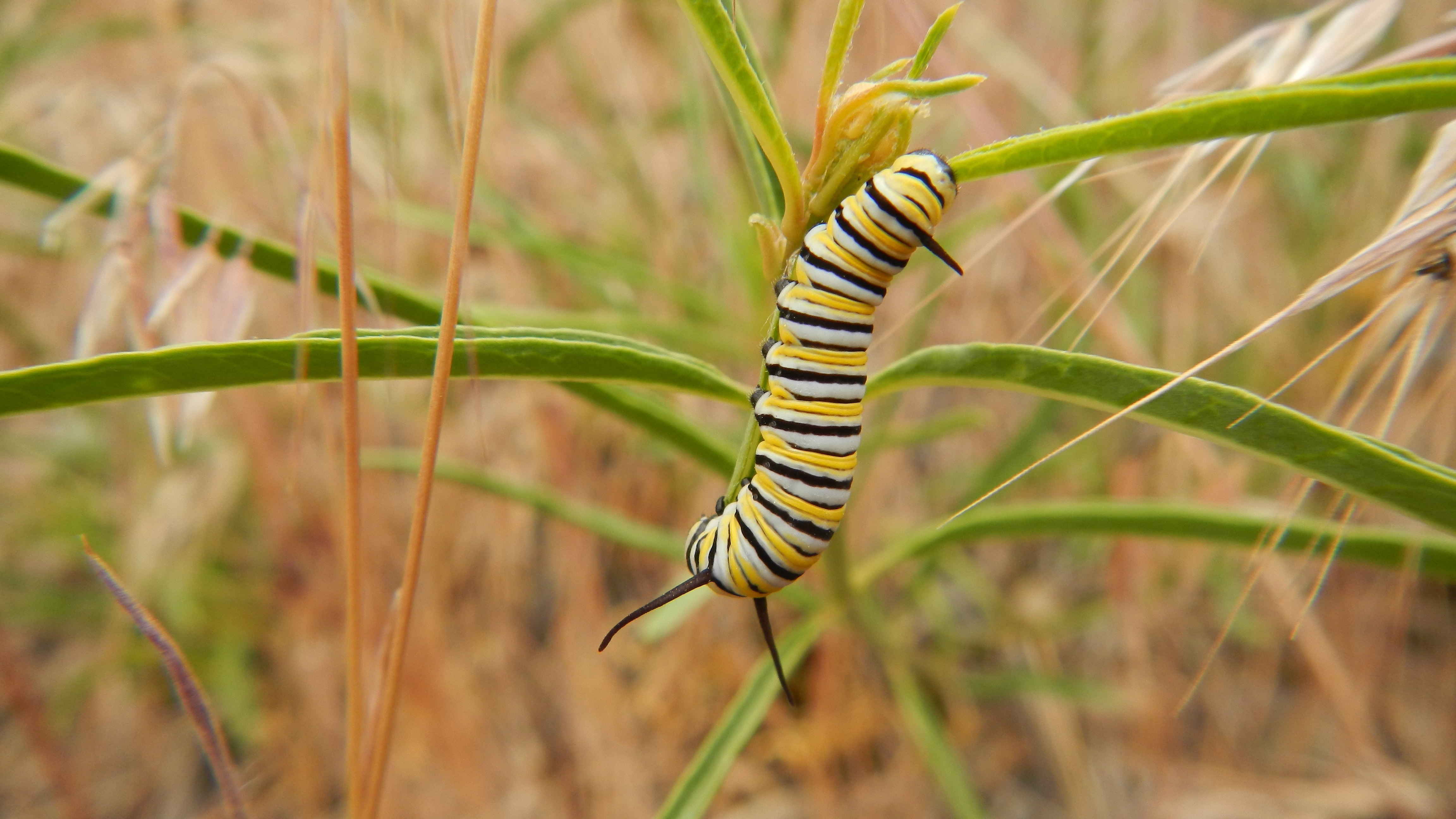 The distinctive yellow, black, and white striped caterpillar of the monarch feeding on narrowleaf milkweed.