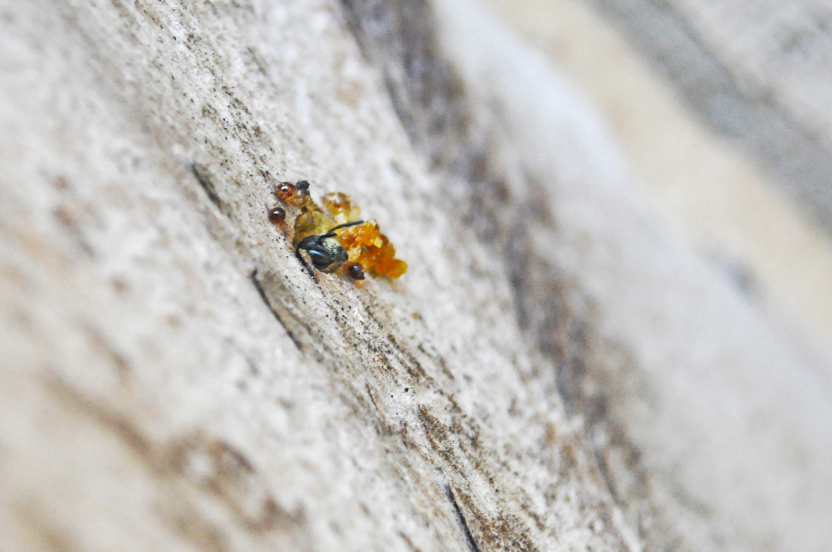 In a pale, slightly textured wall is a hole surrounded by amber-like resin. A small bee is poking its head out of the hole.
