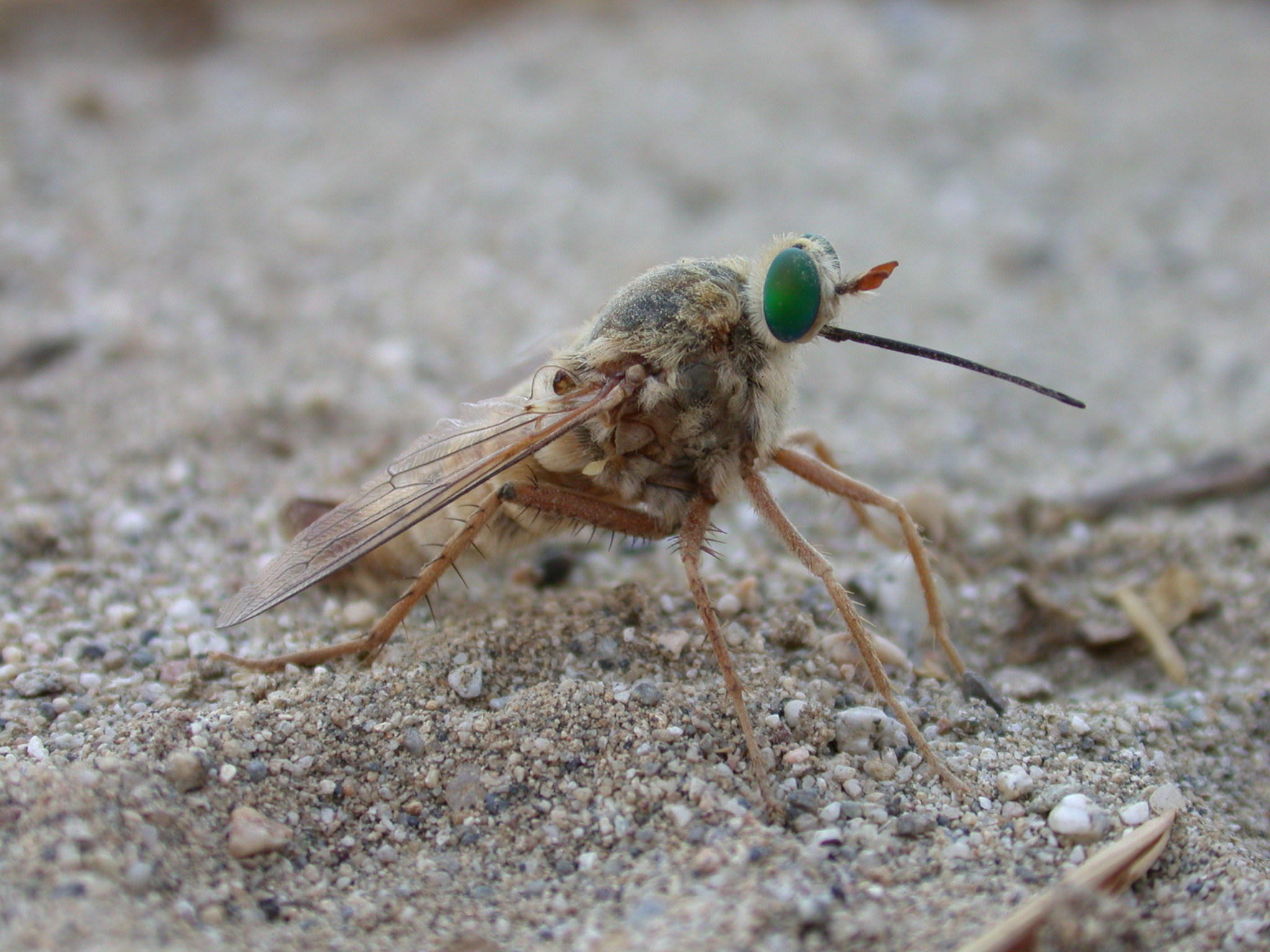 The Delhi Sands flower-loving fly is more than an inch long and has emerald-green eyes