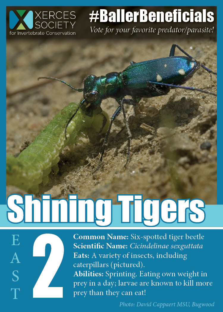 Eastern conference championship: six-spotted tiger beetles