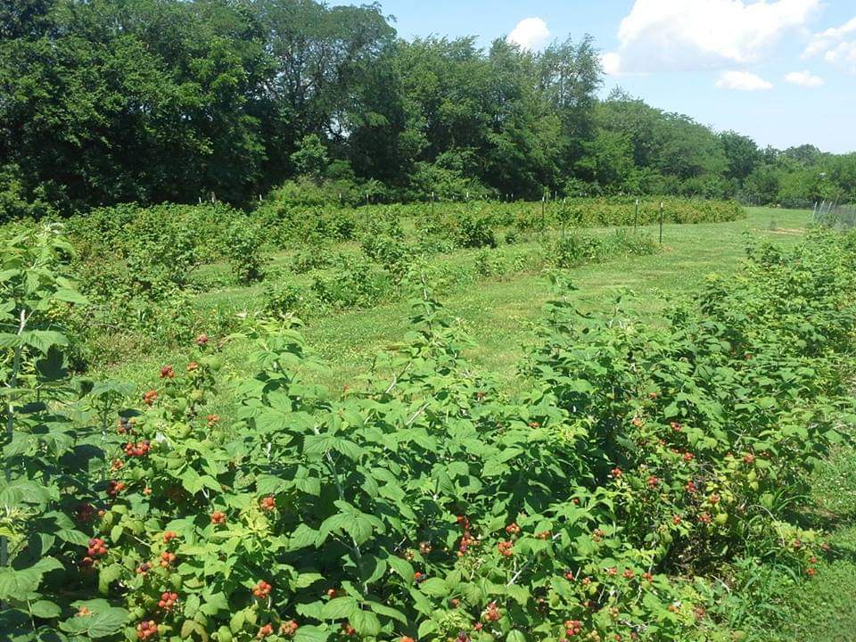 A verdant landscape filled with leafy raspberry bushes, dense cover crops, and distant trees unfurls in this photo.