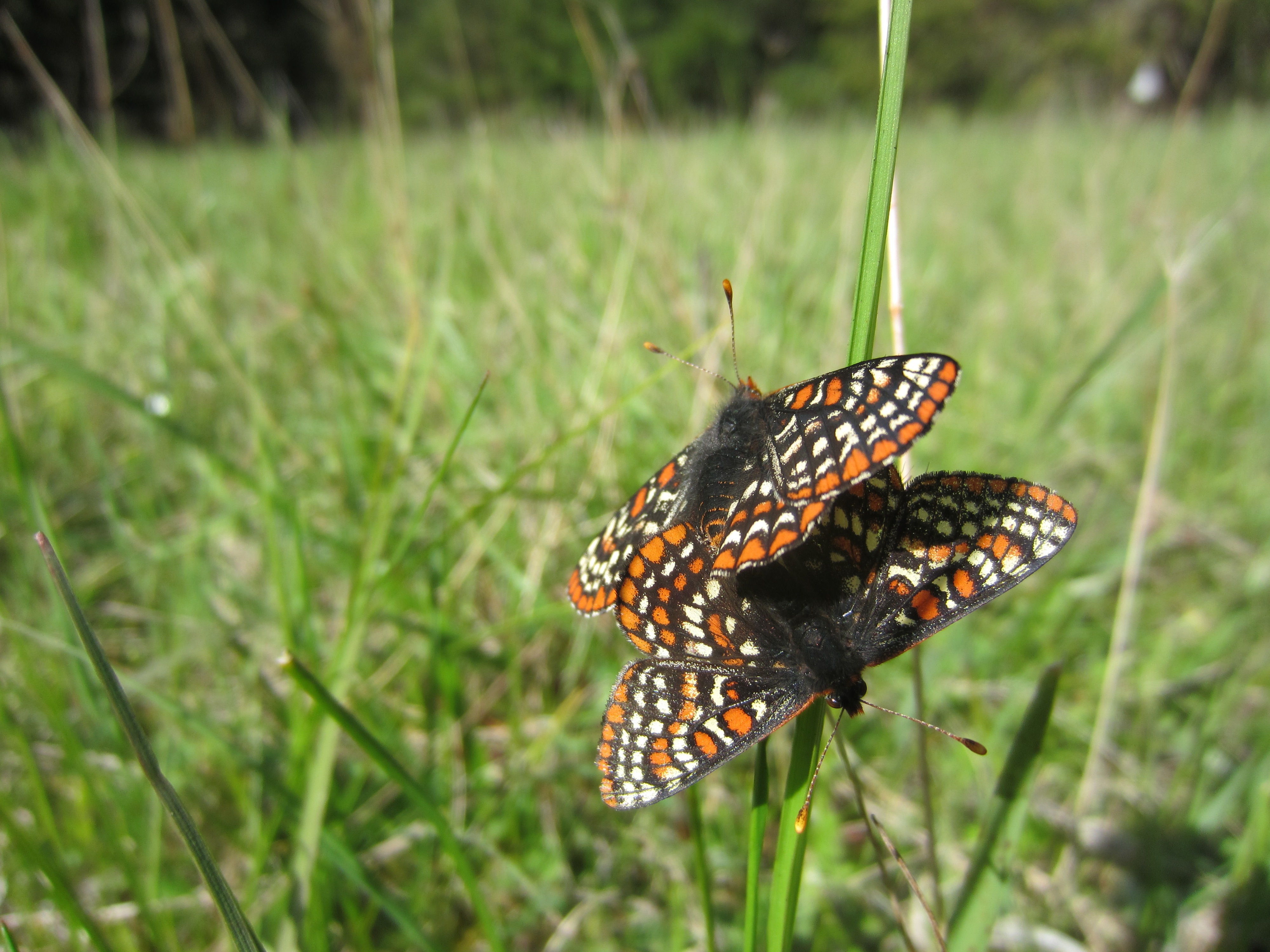 Two black-white-and-orange butterflies have landed on a long blade of grass and are shown with wings outstretched.