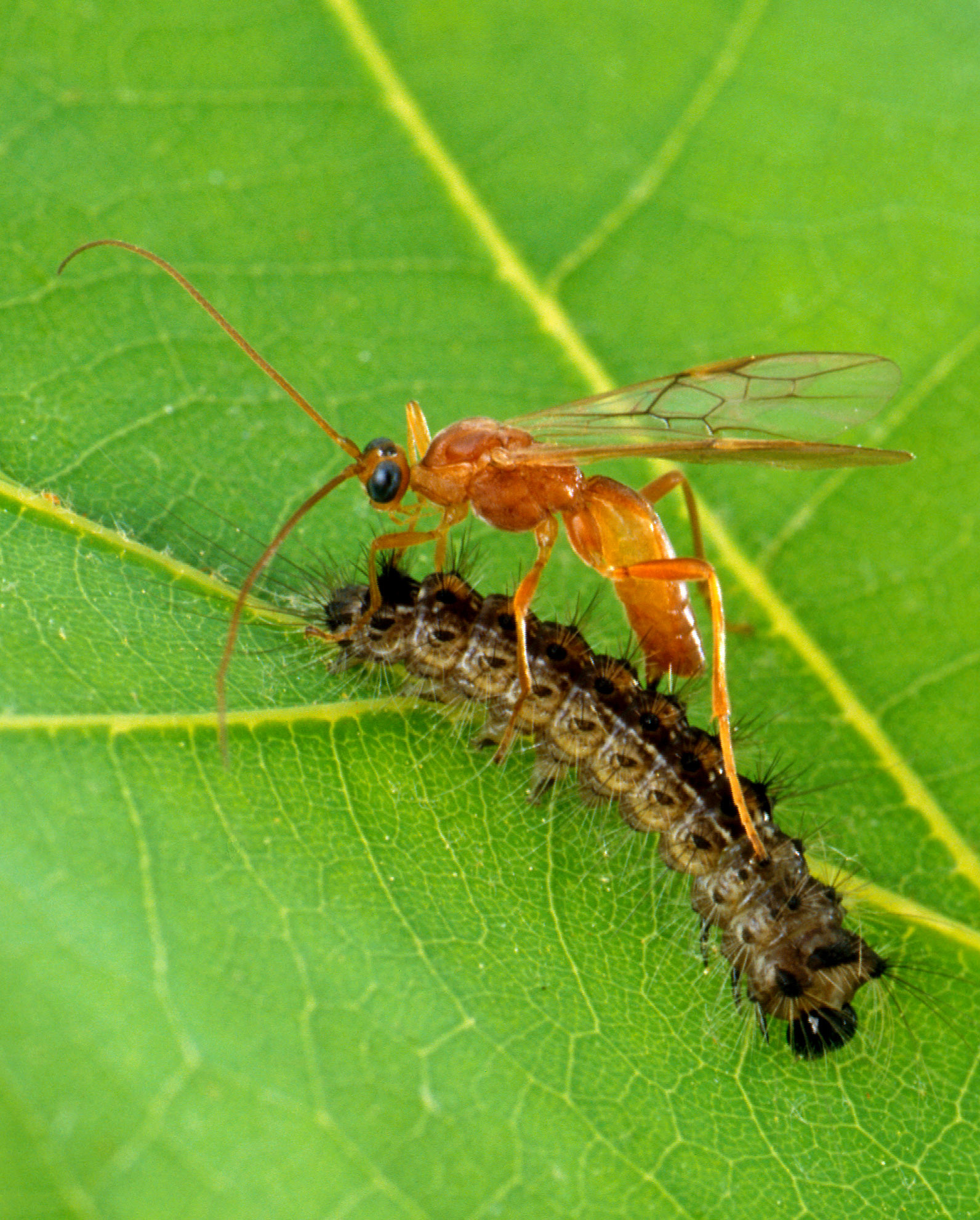 A bright orange wasp perches atop a brownish caterpillar with some bristly, dark hairs, on a green leaf.
