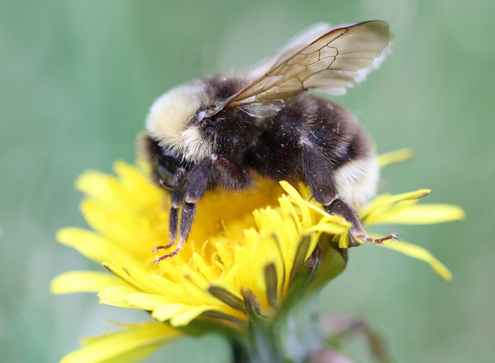 A fuzzy bumble bee perches atop a yellow flower.