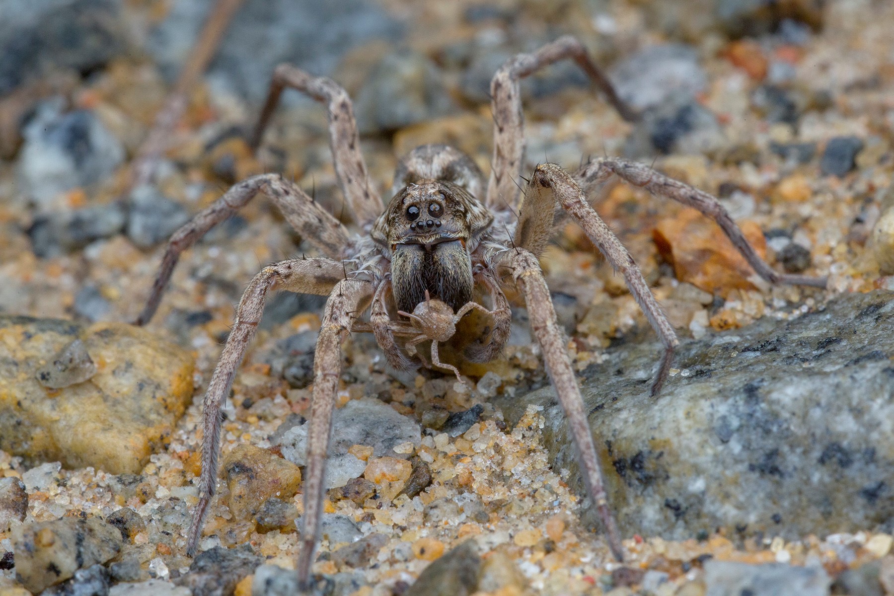 A close up shot of a brown-colored wolf spider eating a grasshopper.