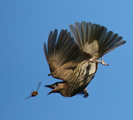 bird catching insect